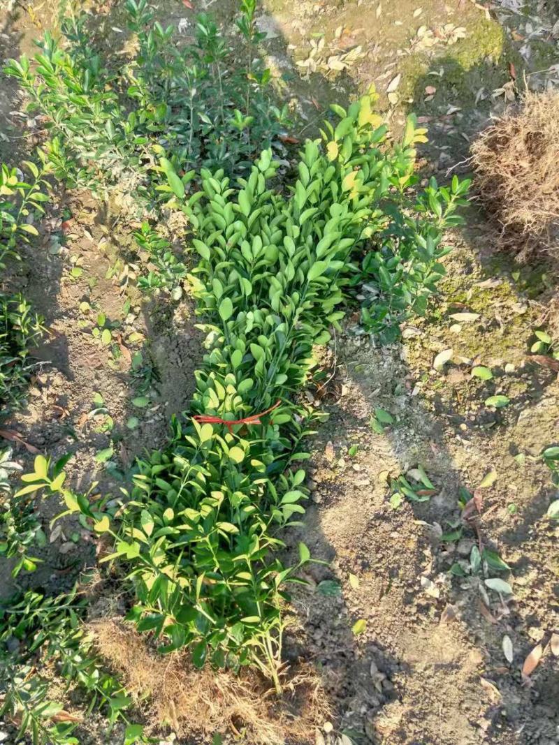 大叶黄杨绿篱价格成都苗木种植基地大叶黄杨苗木报价