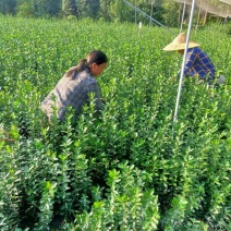 大叶黄杨绿篱价格成都苗木种植基地大叶黄杨苗木报价