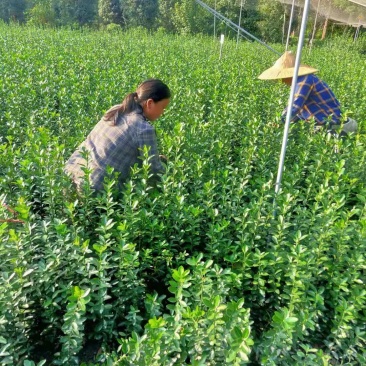 大叶黄杨绿篱价格成都苗木种植基地大叶黄杨苗木报价