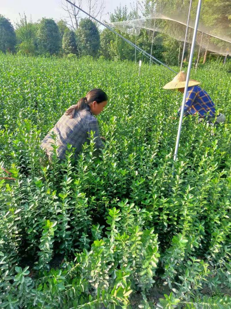 大叶黄杨绿篱价格成都苗木种植基地大叶黄杨苗木报价