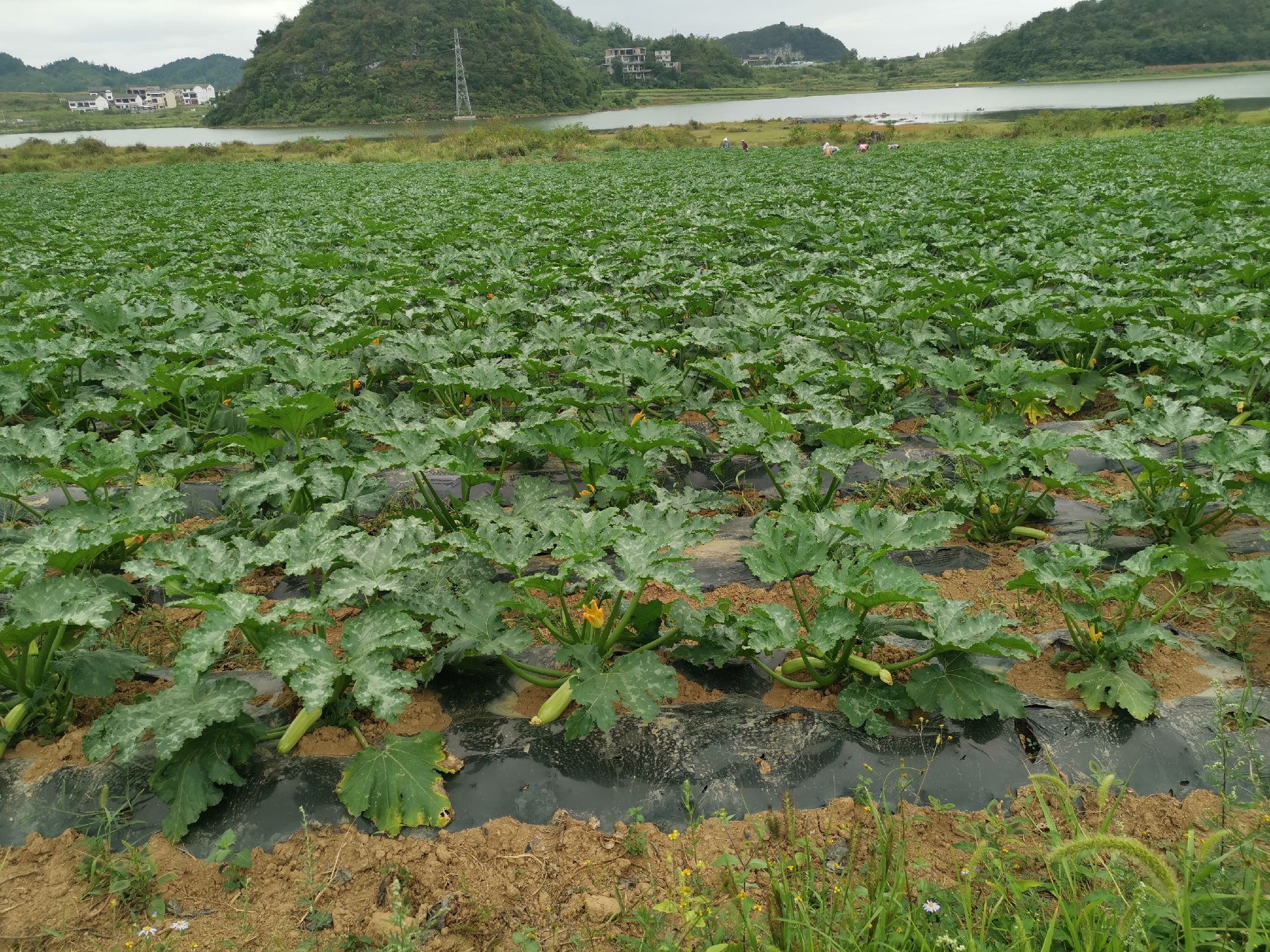 东北农村种植葫芦茄子的场景