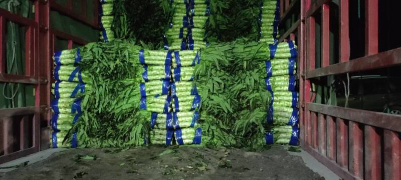 尖叶莴笋三青圆叶莴笋质量好产地直销一条龙服务