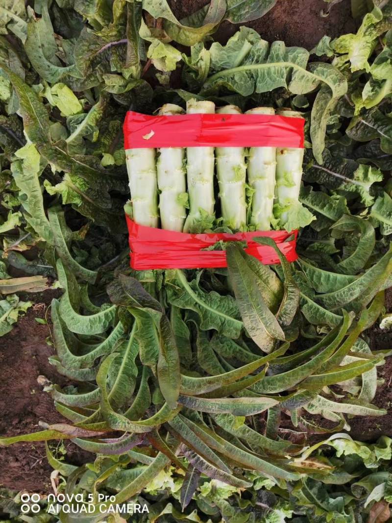 尖叶莴笋三青圆叶莴笋质量好产地直销一条龙服务