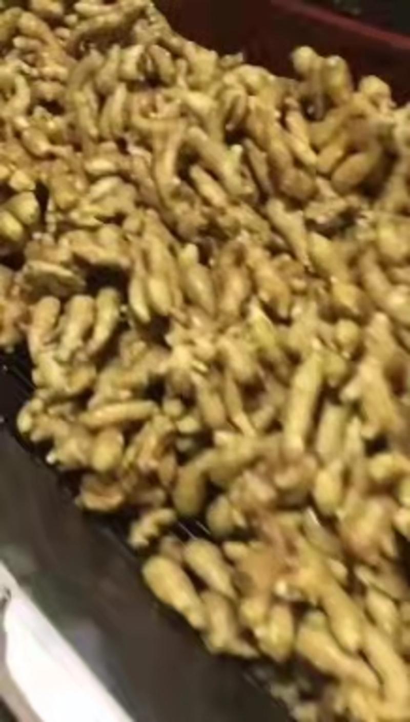 山东优质生姜大黄姜品种多样质量保证价格美丽欢迎合作