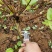 四季金银花苗基地直销顺丰包邮包品种技术指导干花回收