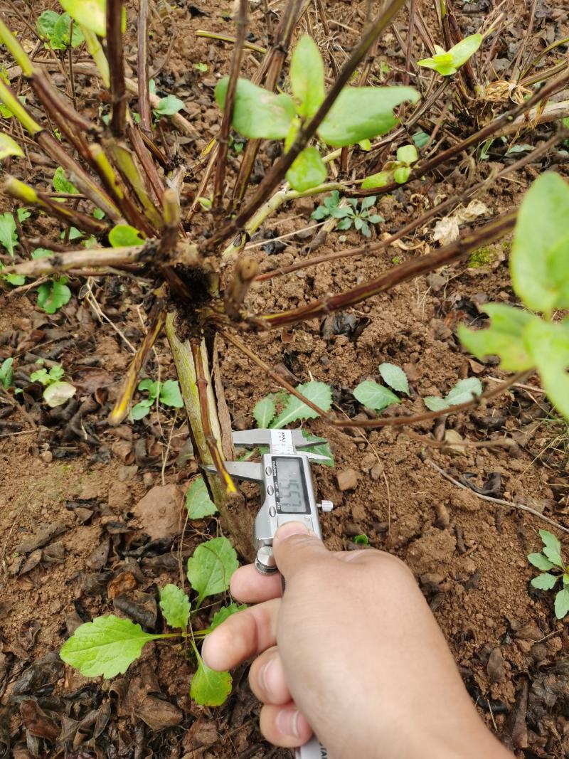 四季金银花苗基地直销顺丰包邮包品种技术指导干花回收