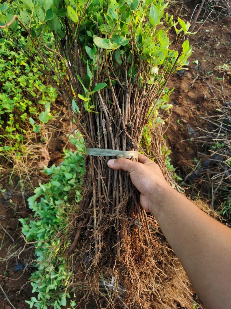四季金银花苗基地直销顺丰包邮包品种技术指导干花回收