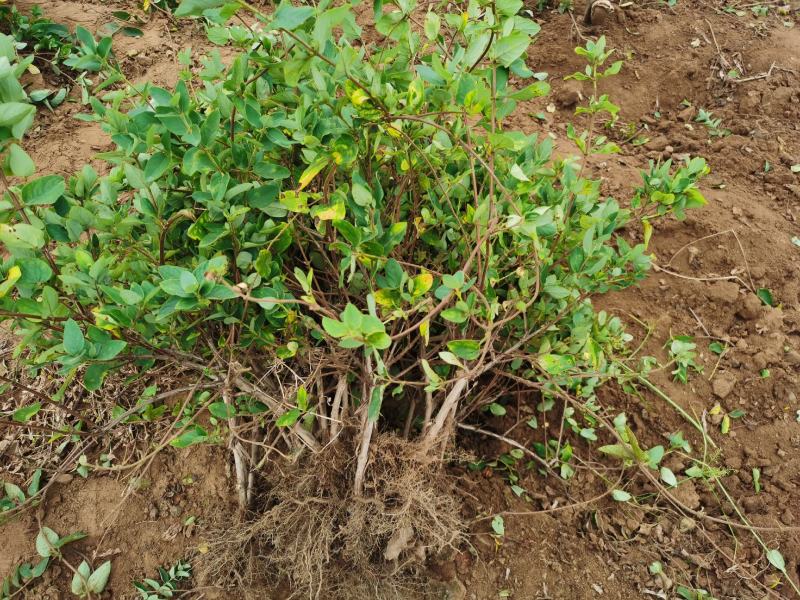 四季金银花苗基地直销顺丰包邮包品种技术指导干花回收