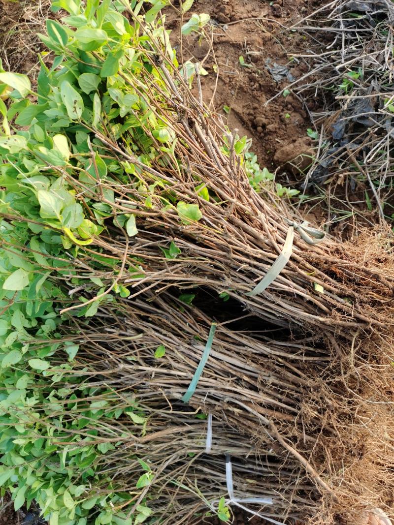 四季金银花苗基地直销顺丰包邮包品种技术指导干花回收