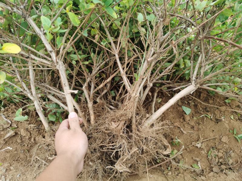 四季金银花苗基地直销顺丰包邮包品种技术指导干花回收
