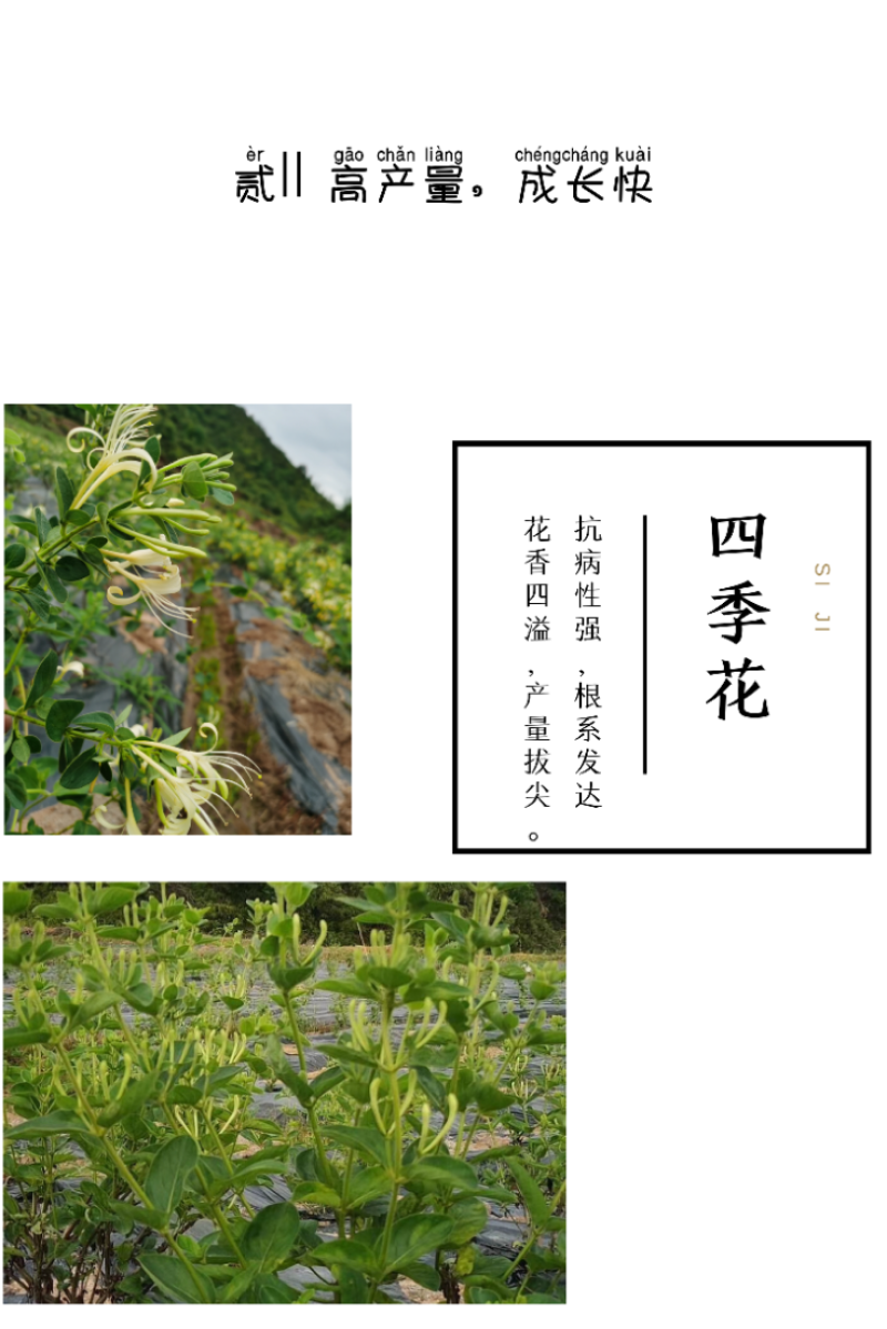 四季金银花苗基地直销顺丰包邮包品种技术指导干花回收