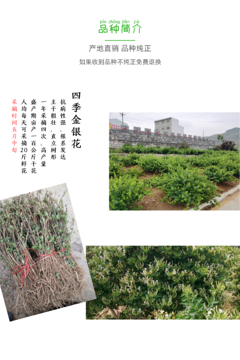 四季金银花苗基地直销顺丰包邮包品种技术指导干花回收