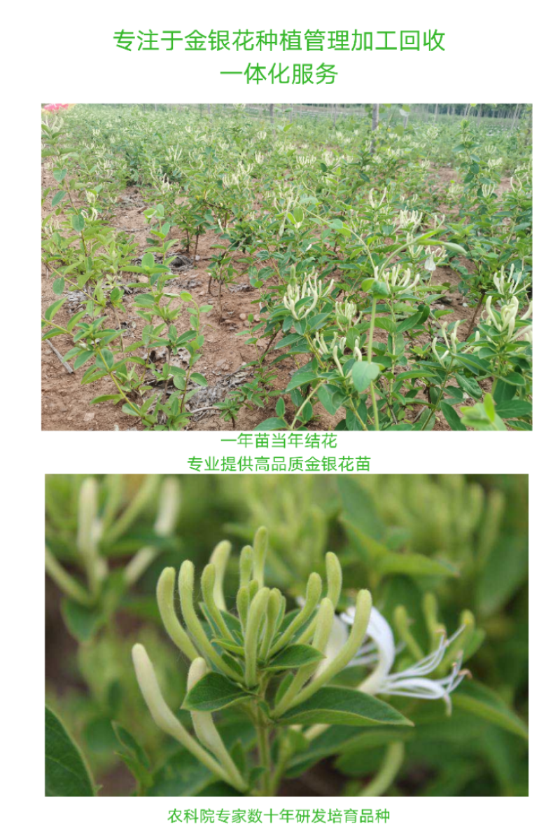 四季金银花苗基地直销顺丰包邮包品种技术指导干花回收