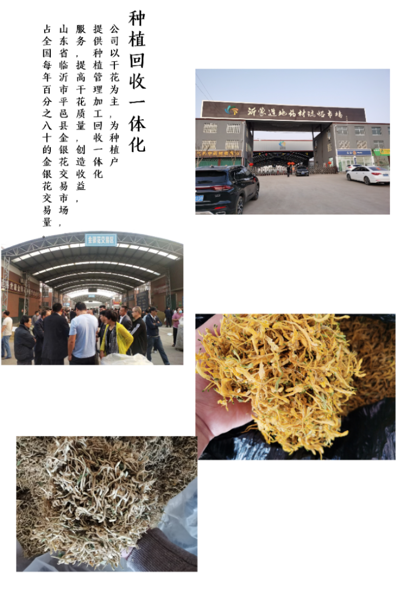 四季金银花苗基地直销顺丰包邮包品种技术指导干花回收