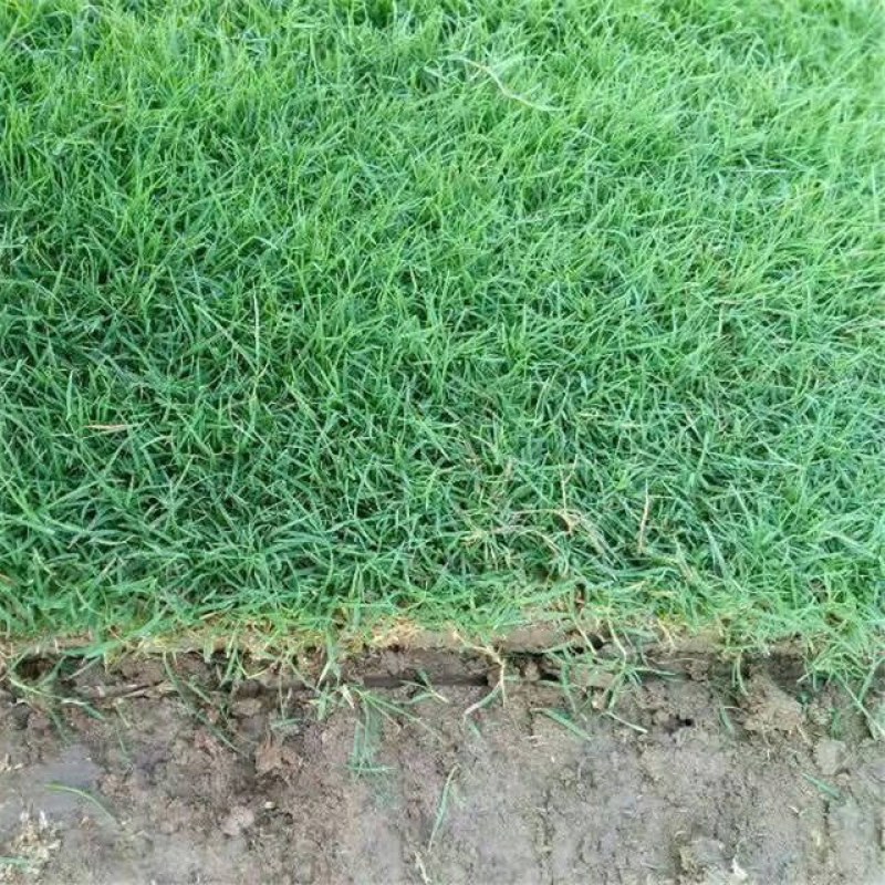 果岭草地毯草高羊茅种子果岭草草籽耐寒耐旱四季长青免修剪草