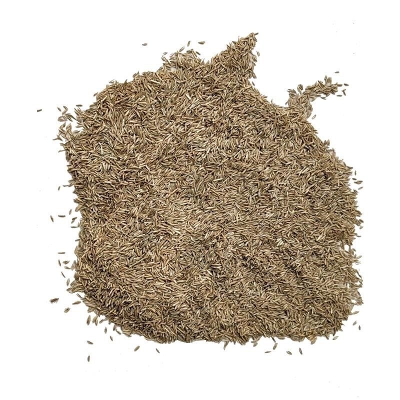 果岭草地毯草高羊茅种子果岭草草籽耐寒耐旱四季长青免修剪草