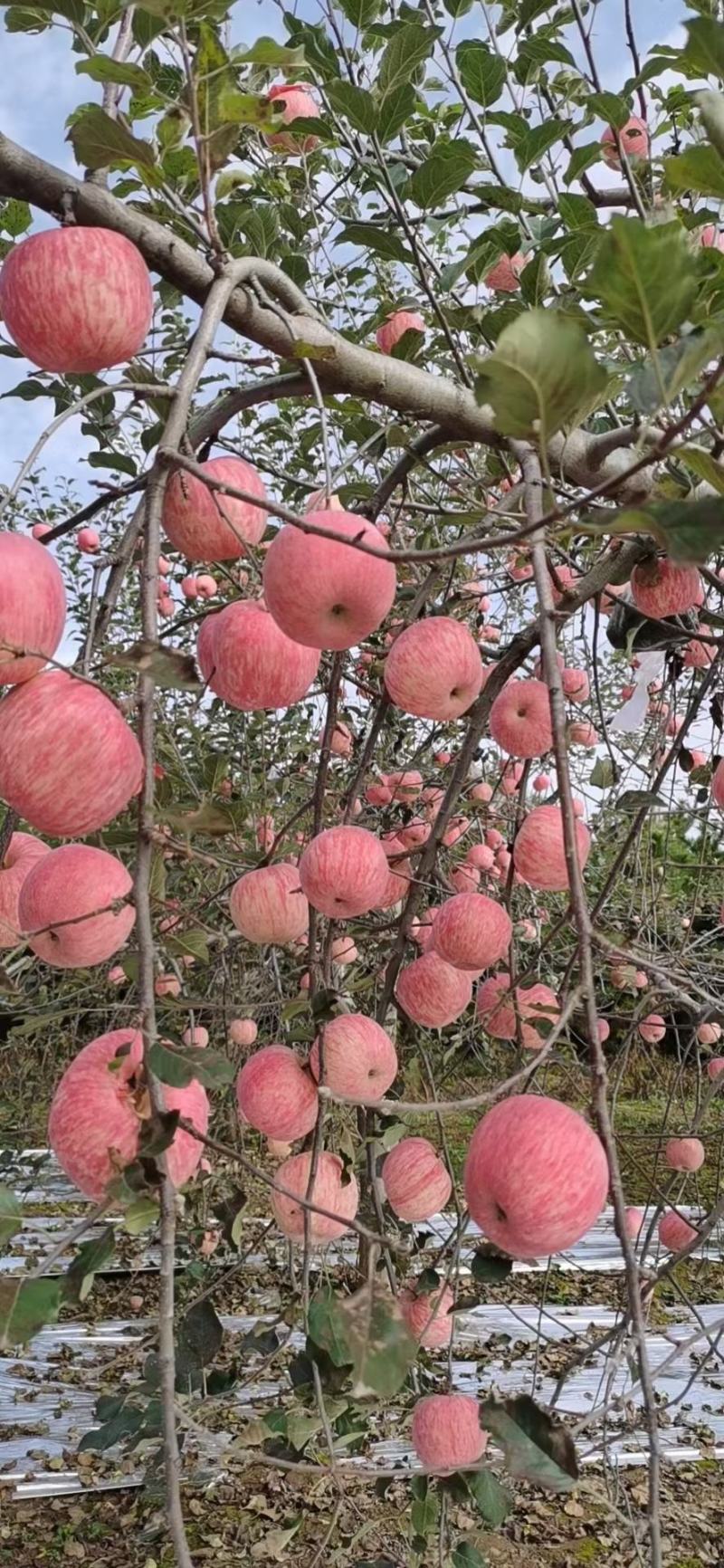 红富市苹果