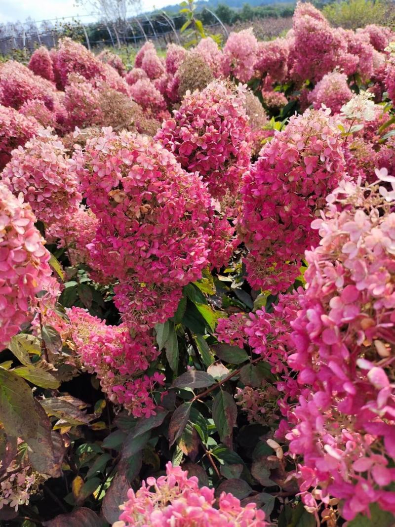 自产自销木绣球绣球花规格齐全量大优惠