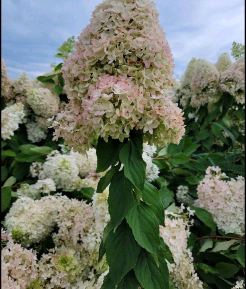 木绣球大花水桠木绿化苗木全国发货量大优惠
