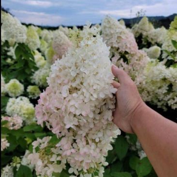 木绣球大花绣球大花水桠木绣球花