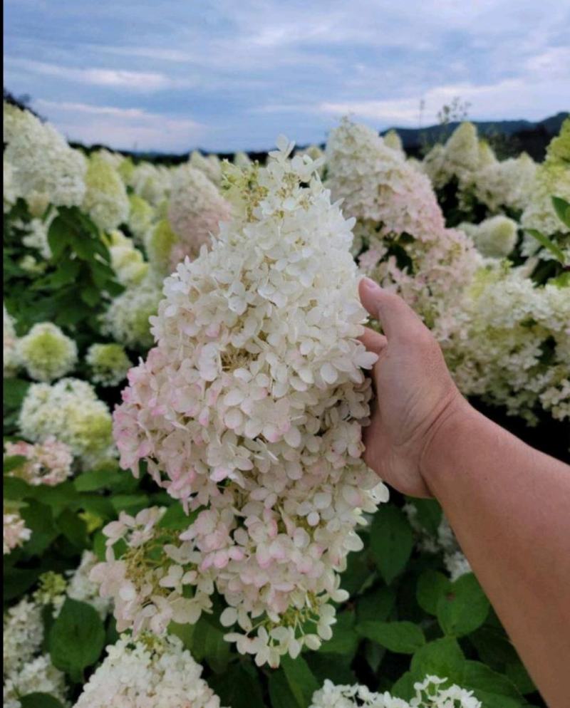 木绣球大花绣球大花水桠木绣球花