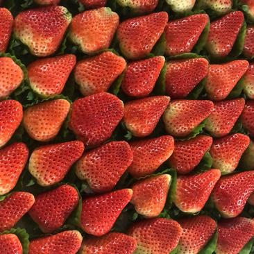 天仙醉奶油草莓大量上市香甜可口，欢迎新老客户前来选购