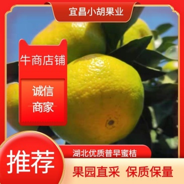 宜昌高山蜜橘大量上市，有需要的老板微信联系，可以到地头货