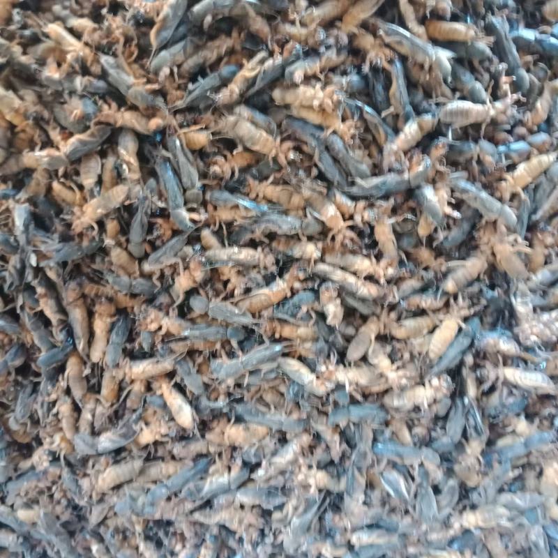 东北产地直发活体熟冻蝼蛄，熟冻蝼蛄。质量有保证。没有碎的