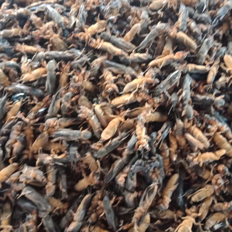 东北产地直发活体熟冻蝼蛄，熟冻蝼蛄。质量有保证。没有碎的