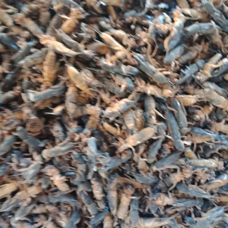 东北产地直发活体熟冻蝼蛄，熟冻蝼蛄。质量有保证。没有碎的