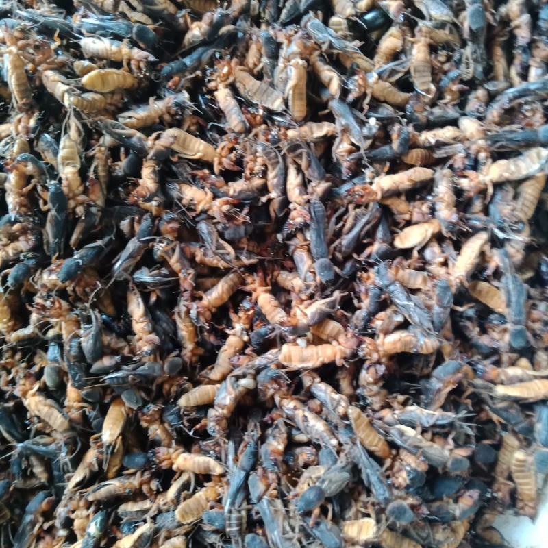 东北产地直发活体熟冻蝼蛄，熟冻蝼蛄。质量有保证。没有碎的