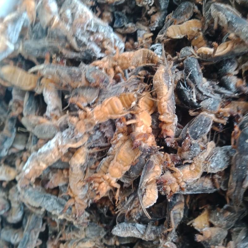 东北产地直发活体熟冻蝼蛄，熟冻蝼蛄。质量有保证。没有碎的