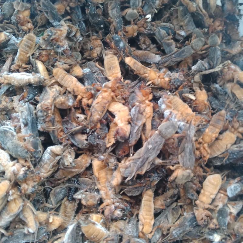 东北产地直发活体熟冻蝼蛄，熟冻蝼蛄。质量有保证。没有碎的