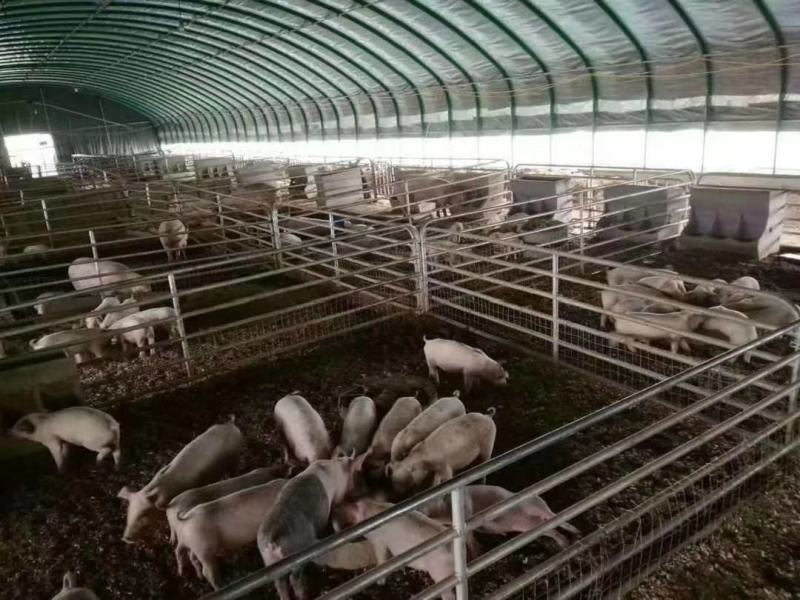 专业生产各种规格养殖大棚养牛棚养羊棚全国发货包建
