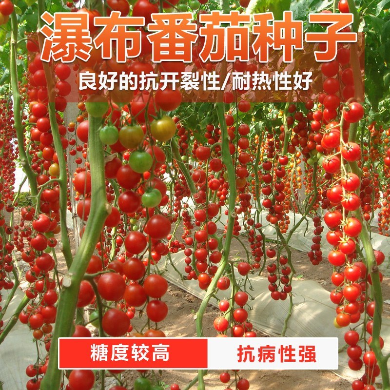 樱桃番茄种子口感甜润挂果数量多