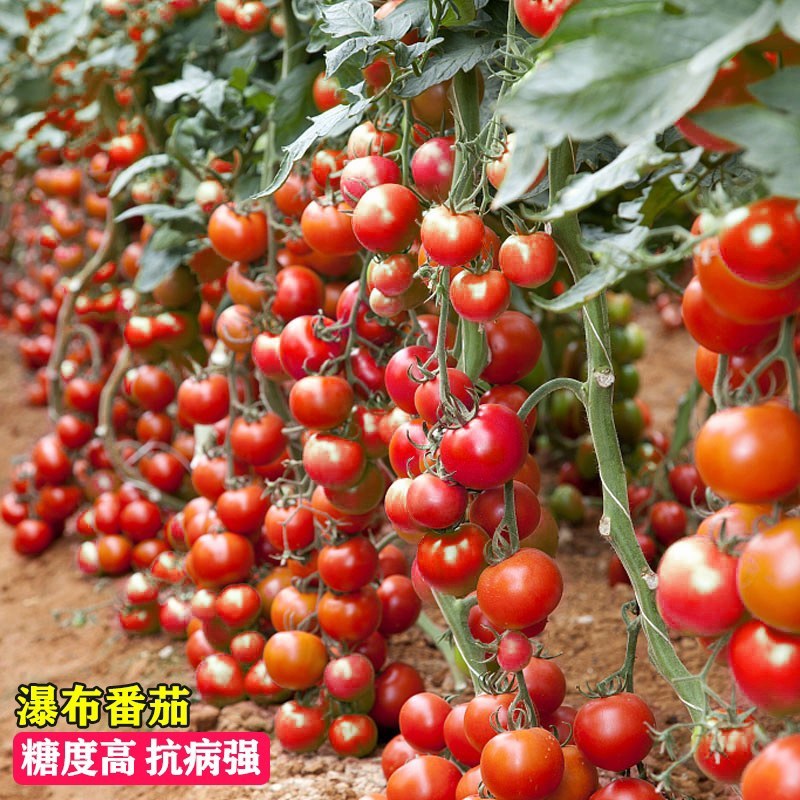 樱桃番茄种子口感甜润挂果数量多