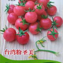 粉色圣女果种子樱桃番茄种子口感甜润挂果数量多