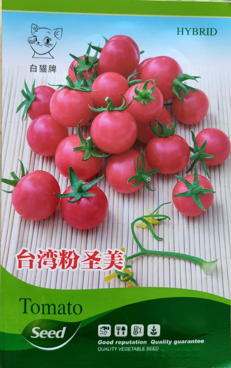 粉色圣女果种子樱桃番茄种子口感甜润挂果数量多