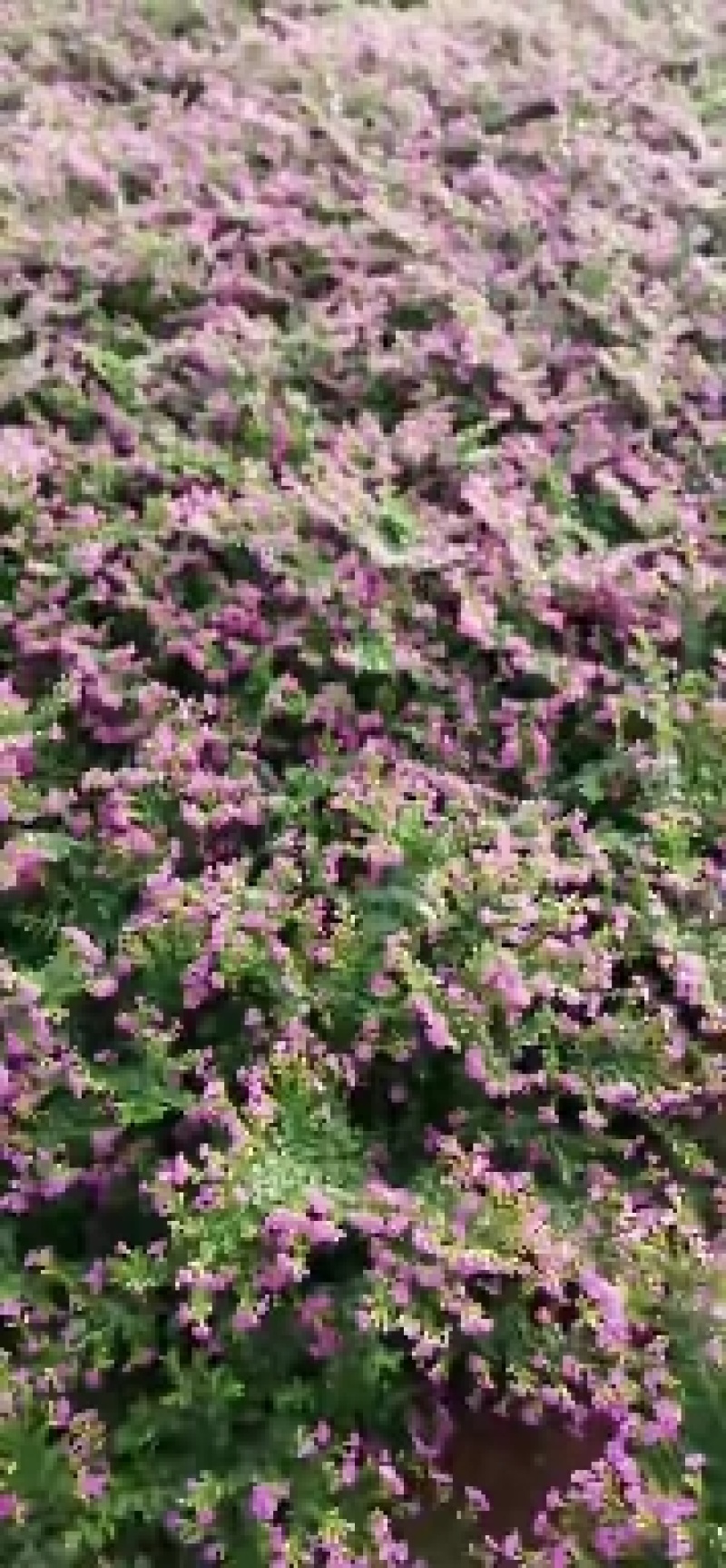 丛生福禄考，芝樱，宿根地被花卉，花海景观，道路绿化专用，