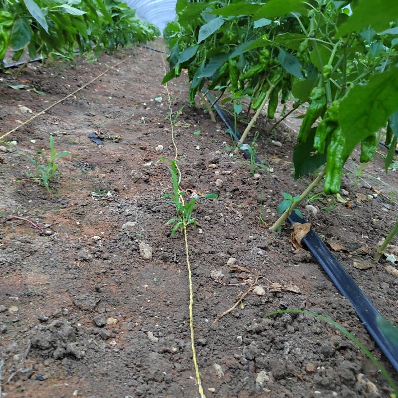 【大量上市】薄皮椒苏椒产地直供量大欢迎前来实地考察