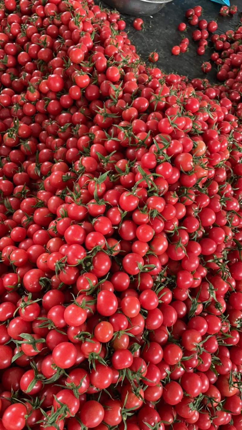 寿光市精品小番茄，质量精品，保值保量，对接各大平台