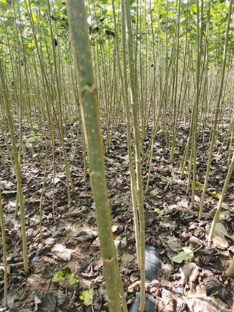 碧玉杨树苗无飞絮生长速度快无絮杨树苗批发