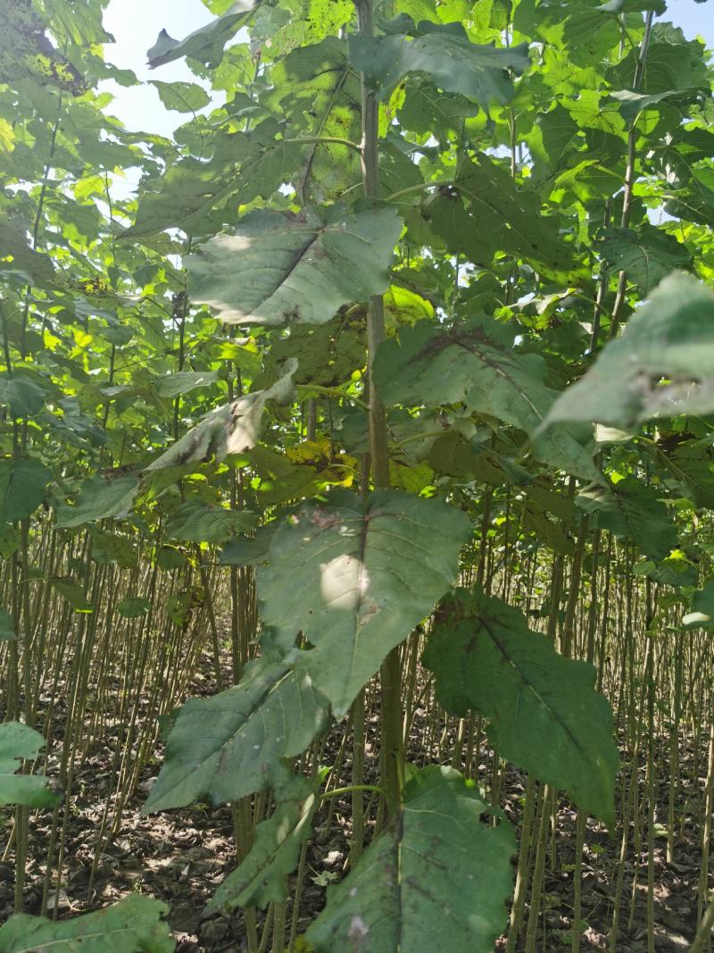 碧玉无絮杨树苗碧玉杨树苗基地自销成活率高价格优惠