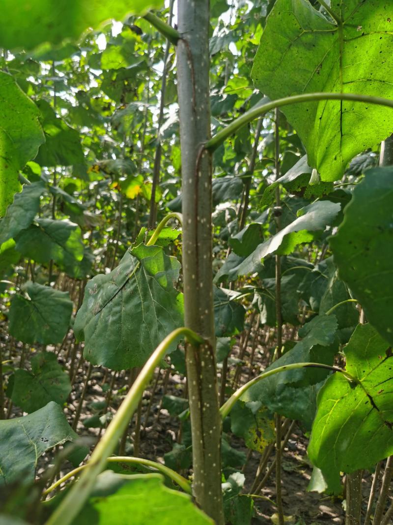 碧玉无絮杨树苗碧玉杨树苗基地自销成活率高价格优惠