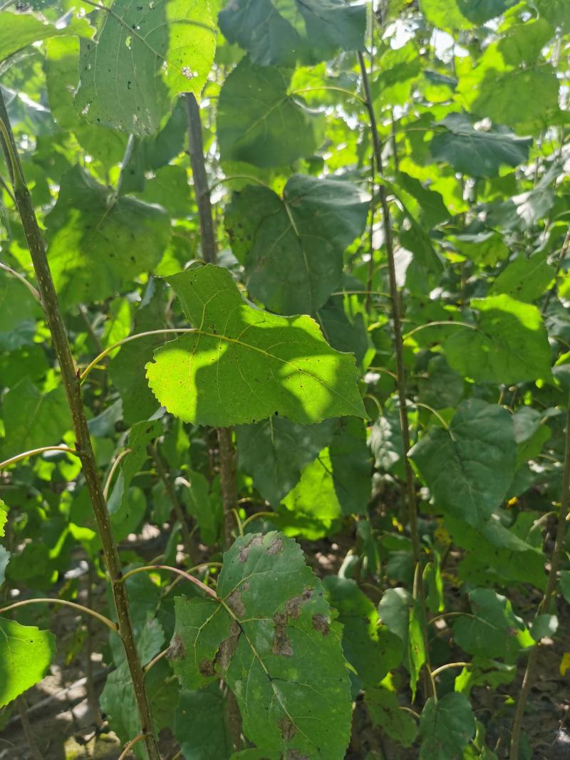 碧玉无絮杨树苗碧玉杨树苗基地自销成活率高价格优惠