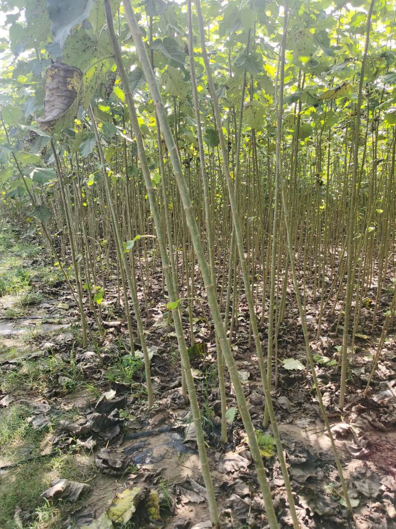 碧玉无絮杨树苗碧玉杨树苗基地自销成活率高价格优惠