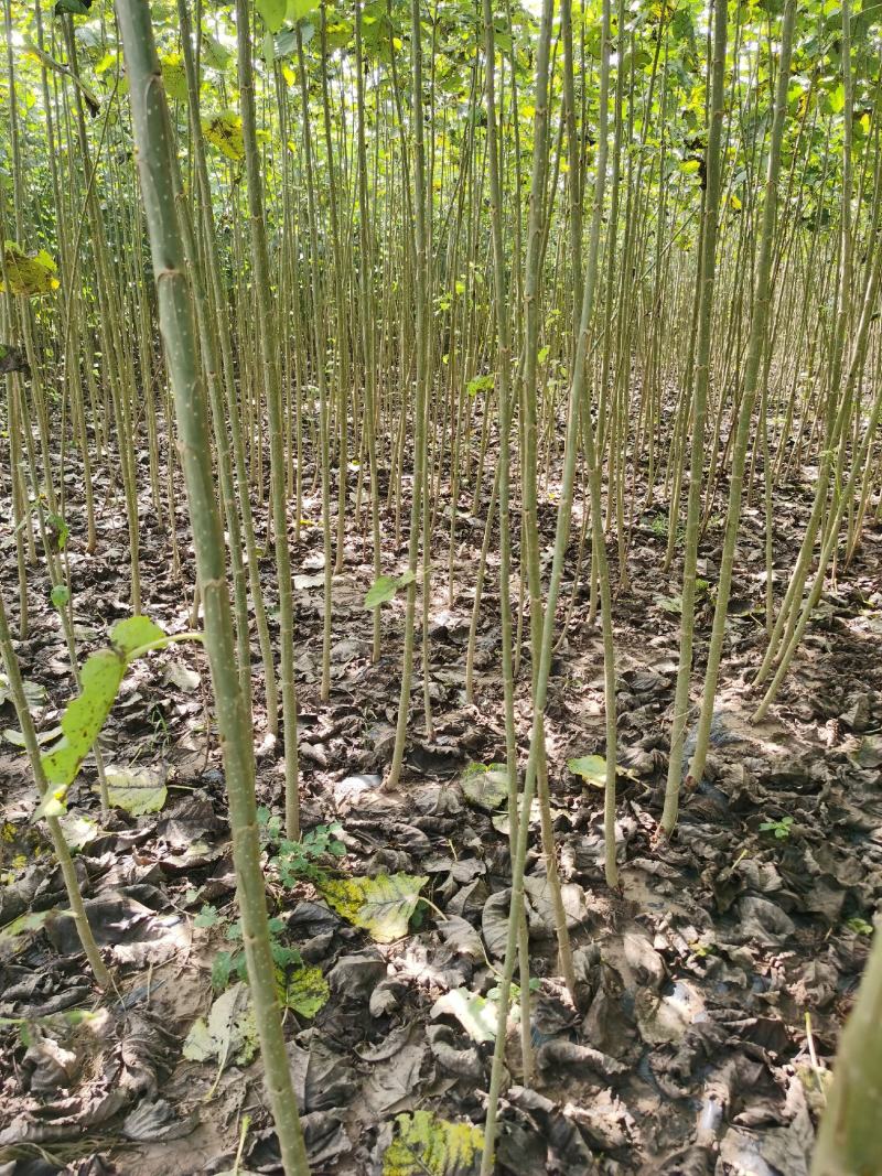 碧玉无絮杨树苗碧玉杨树苗基地自销成活率高价格优惠
