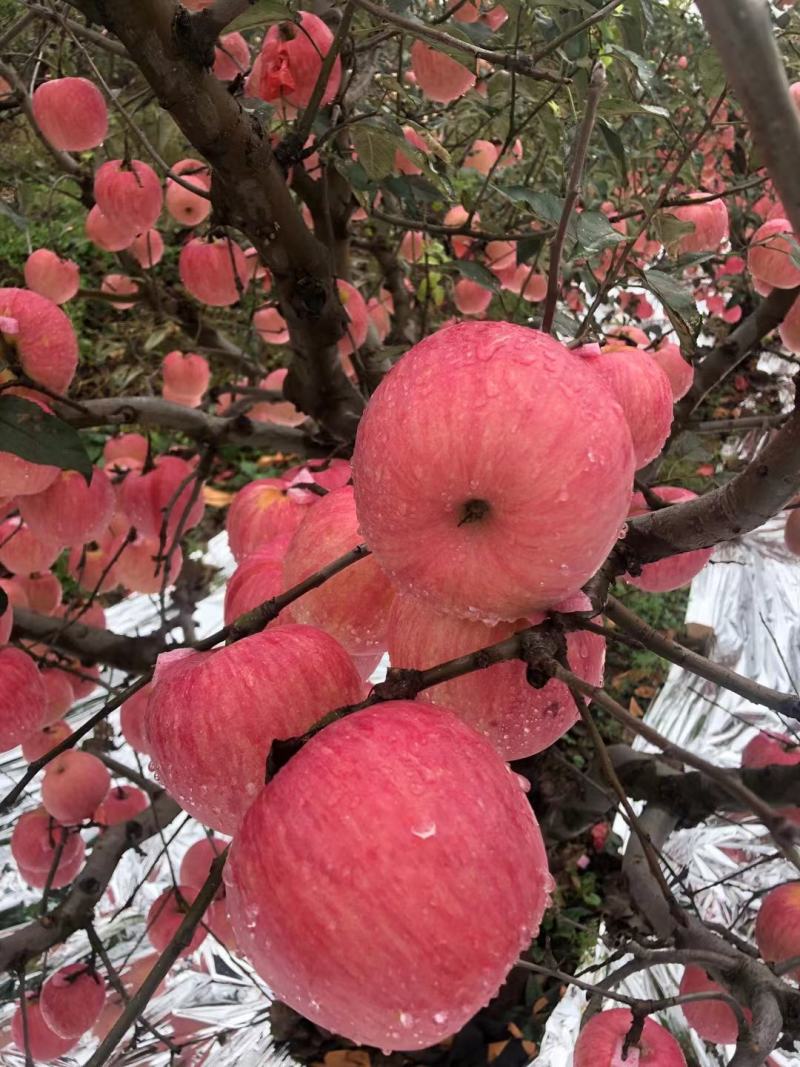 寒富苹果辽宁产地水果代办