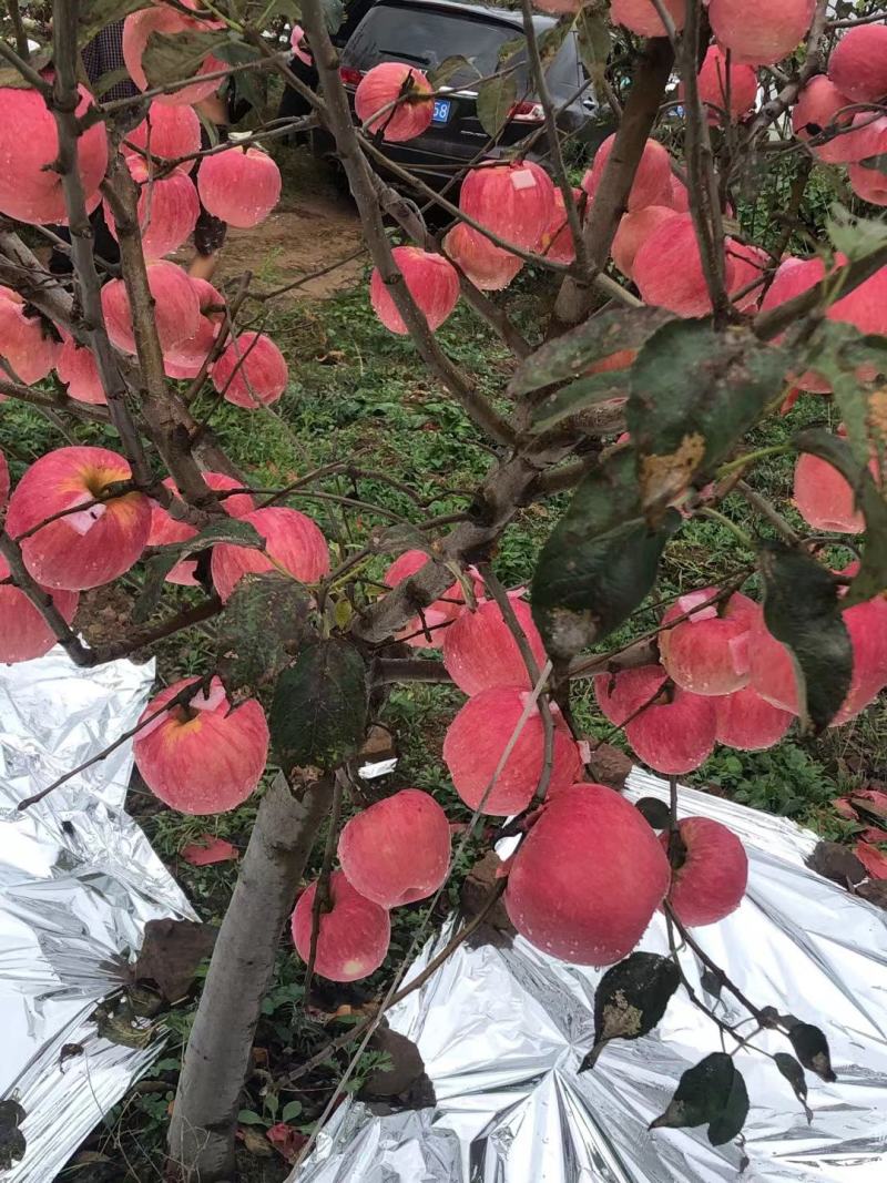 寒富苹果辽宁产地水果代办