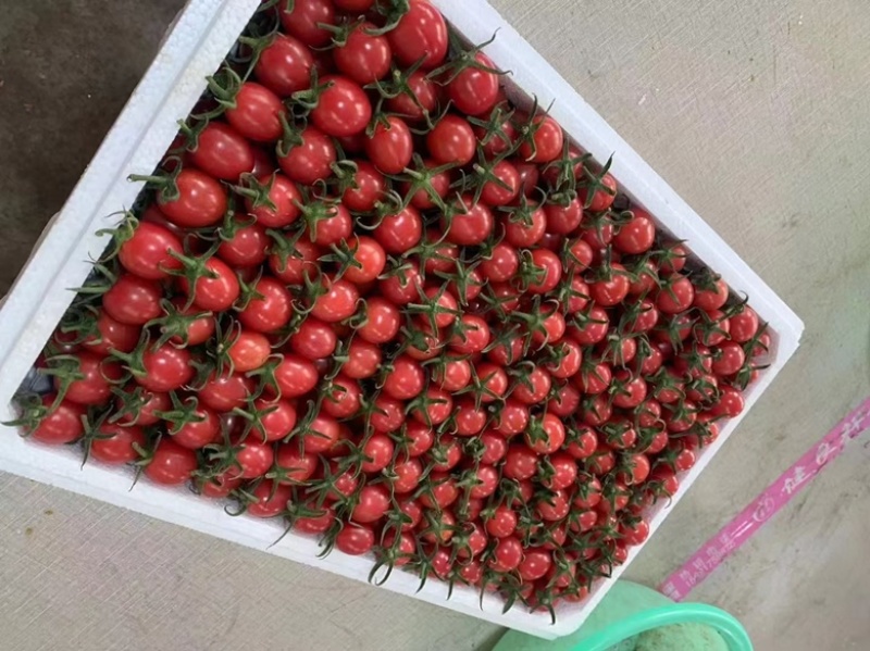 寿光蔬菜产业发展基地，精品贝贝，圣女果，产地供应
